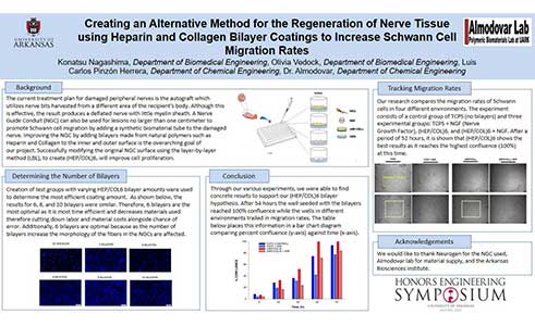 Creating alternative methods for the regeneration of human Schwann cells post-injury using Heparin and Collagen bilayer coatings to increase migration rates