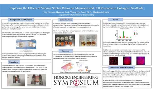 Exploring the Effects of Varying Stretch Ratios on Alignment and Cell Response in Collagen I Scaffolds