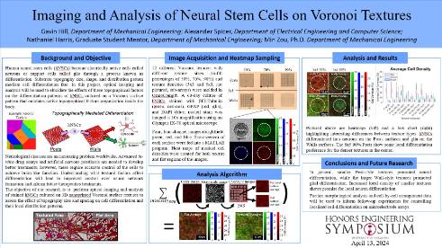 Imaging and Analysis of Neural Stem Cells on Voronoi Textures