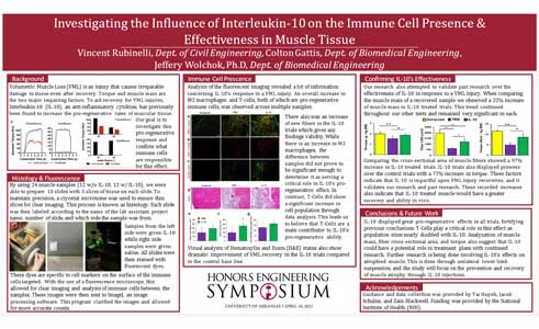 Investigating the Influence of IL-10 on Immune Cell Presence & Effectiveness in Muscular Tissue